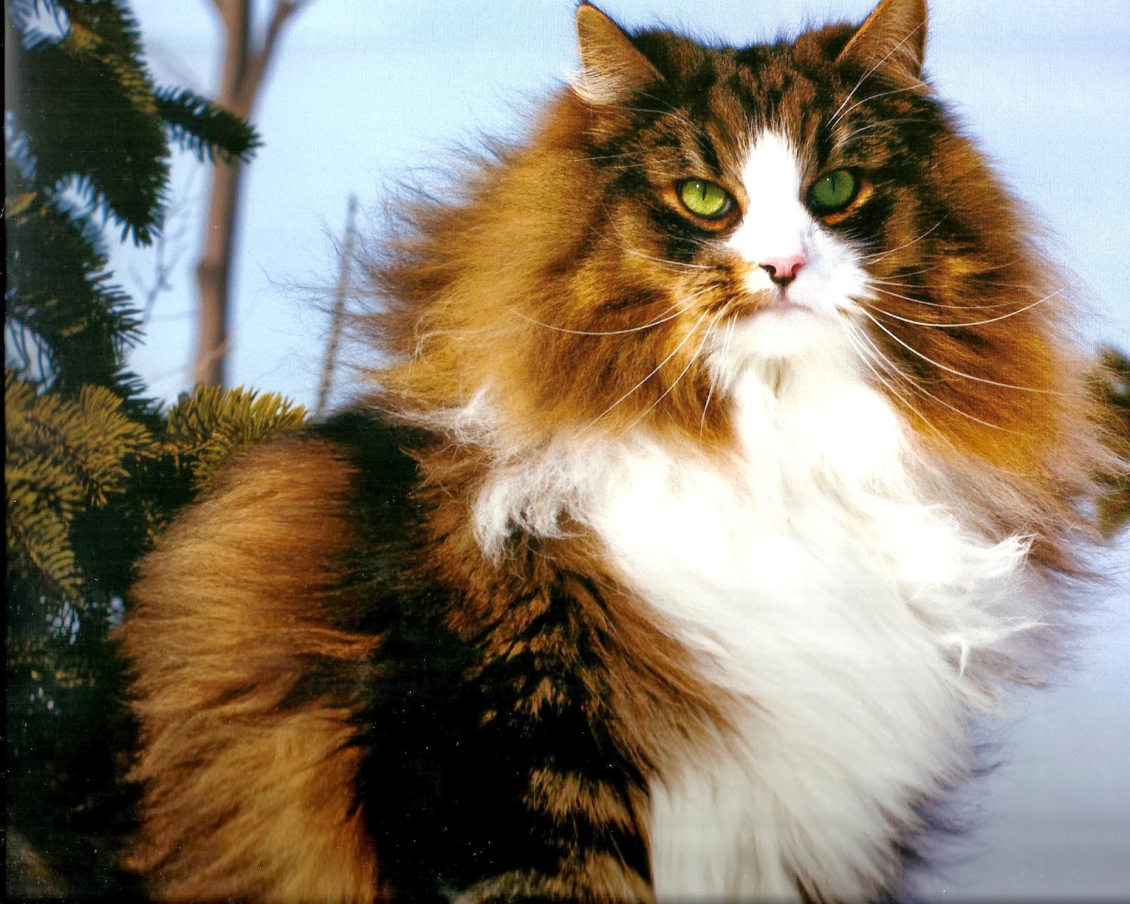 Калико самец